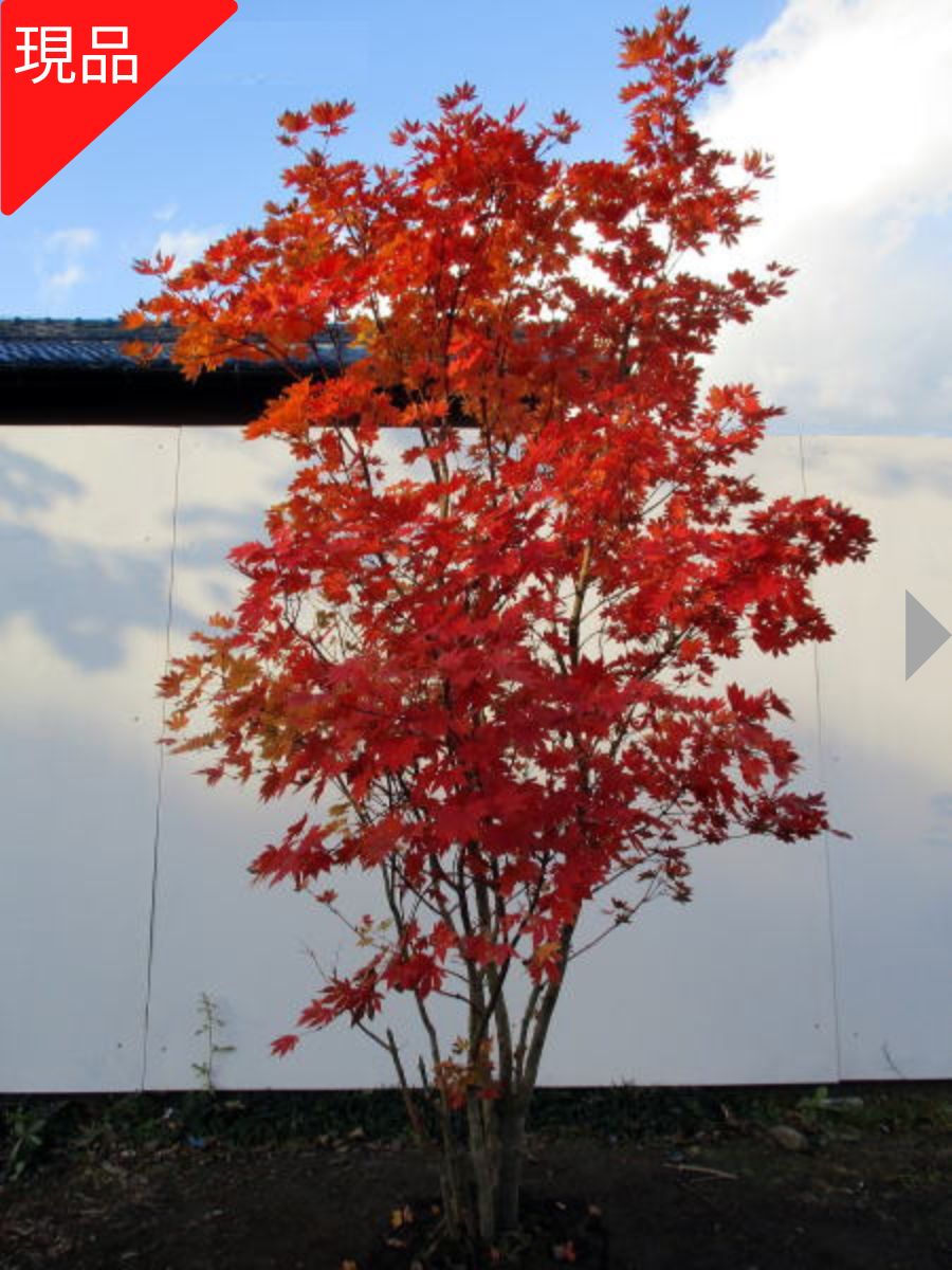 植木 盆栽 楓」の人気商品一覧 | 安い商品を通販サイトから探す - 価格.com