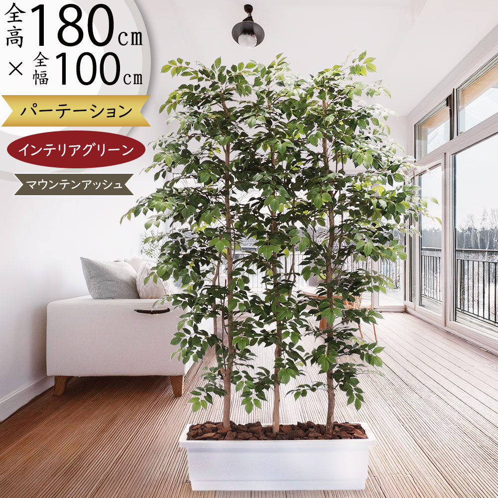 パーテーション 植物」の人気商品一覧 | 安い商品を通販サイトから探す