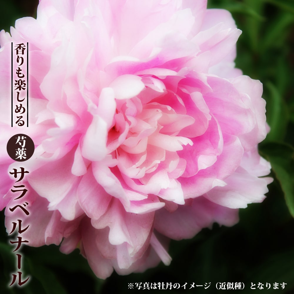 芍薬 鉢」の人気商品一覧 | 安い商品を通販サイトから探す - 価格.com