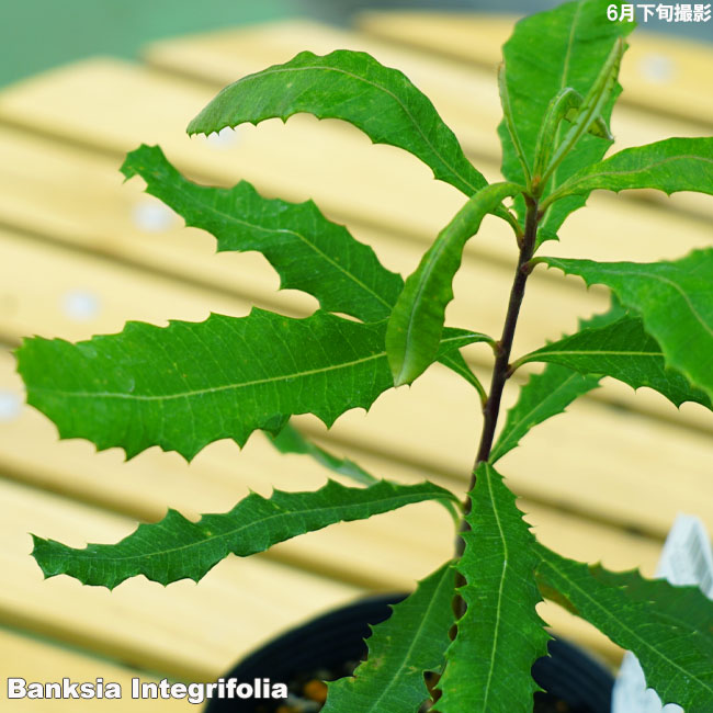 楽天市場】バンクシア・インテグリフォリア コーストバンクシア ポット