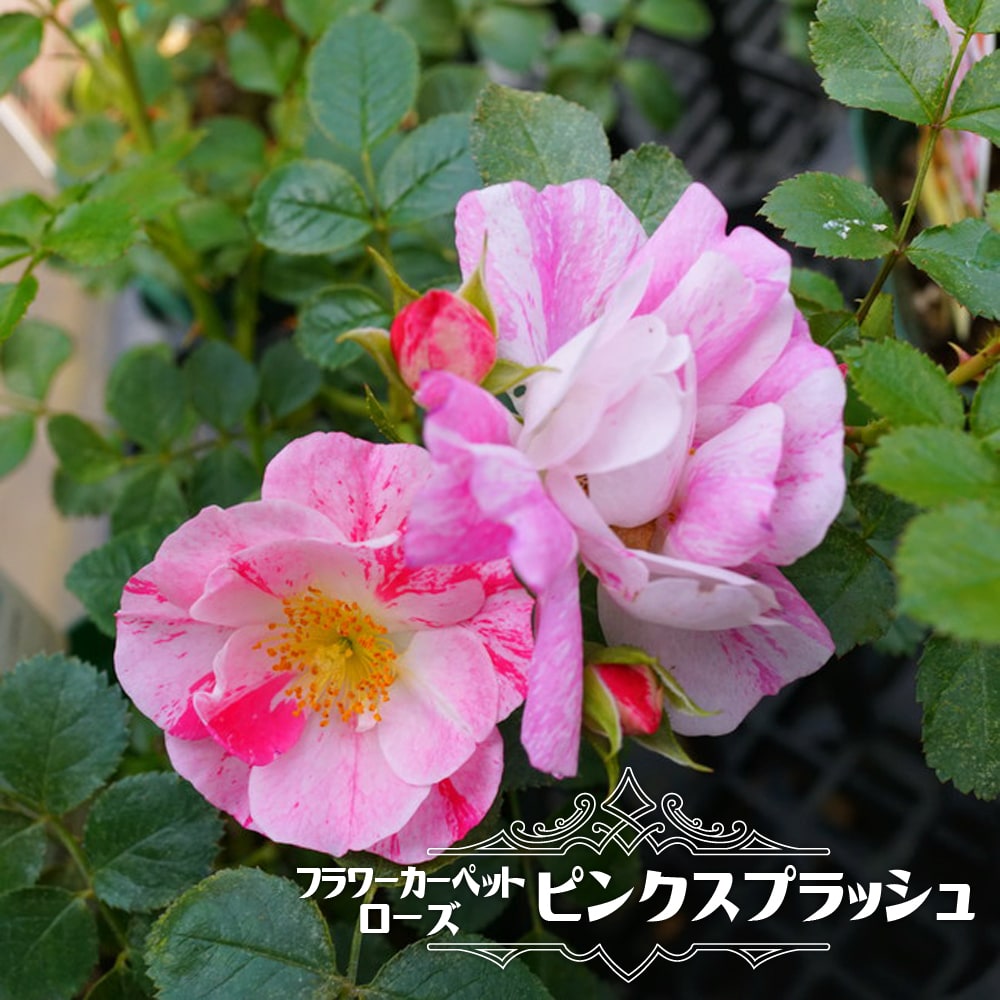 楽天市場】フラワーカーペットローズ 【ピンクスプラッシュ】 ポット苗