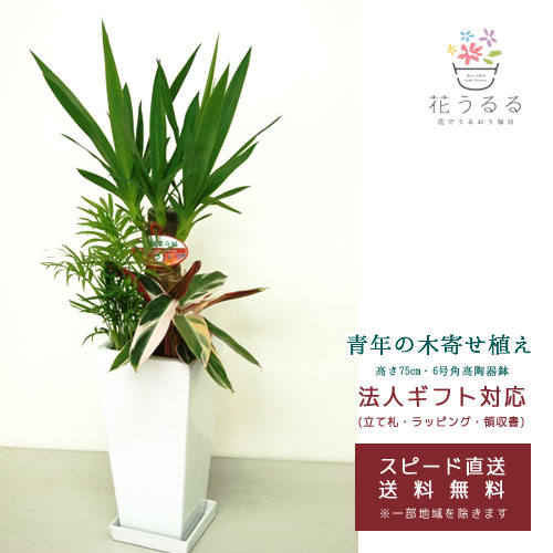 楽天市場】観葉植物 寄せ植え(ユッカ)6号角高陶器鉢|(白黒) 高さ約75cm