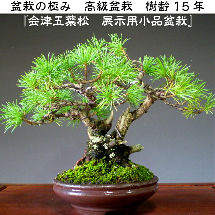 楽天市場】樹齢15年 双幹樹形 会津五葉松盆栽 最高峰品質 埼玉盆栽