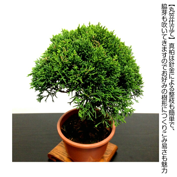 楽天市場】盆栽 真柏 樹齢6年 挿し木 特撰曲幹 糸魚川真柏 素材4号プラ