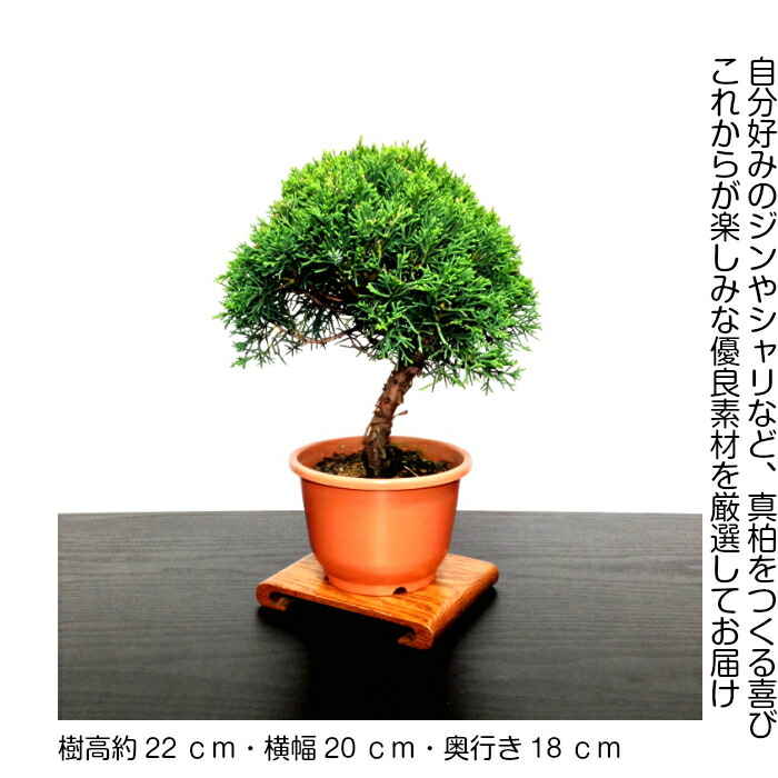 楽天市場】盆栽 真柏 樹齢6年 挿し木 特撰曲幹 糸魚川真柏 素材4号プラ