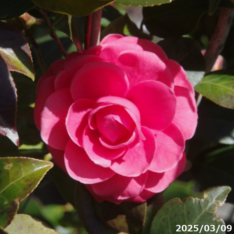 植木 盆栽 紅乙女」の人気商品一覧 | 安い商品を通販サイトから探す