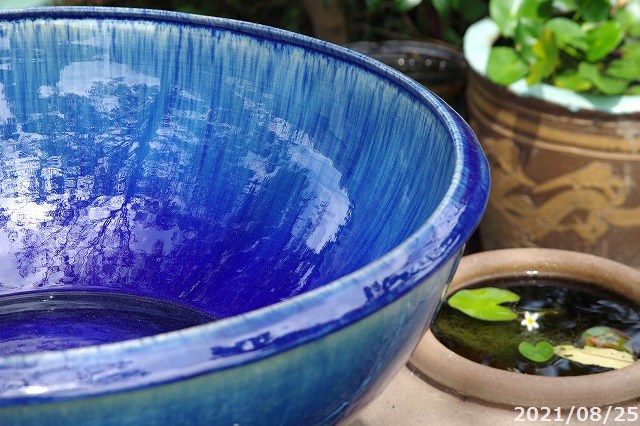 楽天市場】【あす楽対応】信楽焼 睡蓮鉢 陶器 大型 青ガラス浅型水鉢