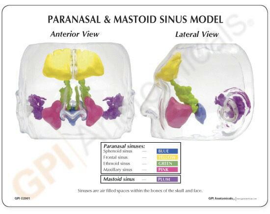 楽天市場】人体模型 副鼻腔 鼻腔 モデル OM-GP-2851 GPI Anatomicals