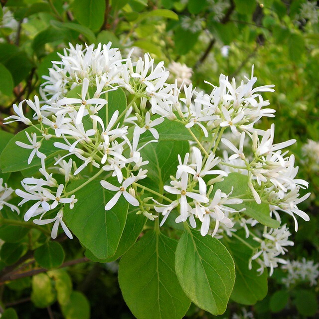 楽天市場】【ヒトツバタゴ属】アメリカヒトツバタゴナンジャモンジャ5