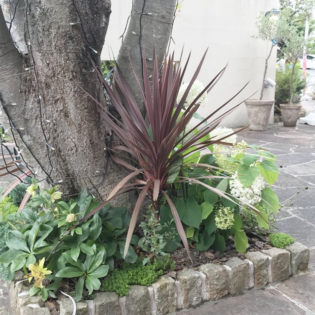 楽天市場】【ドラセナ属】コルジリネ レッドスター3号Lポット : 産直花