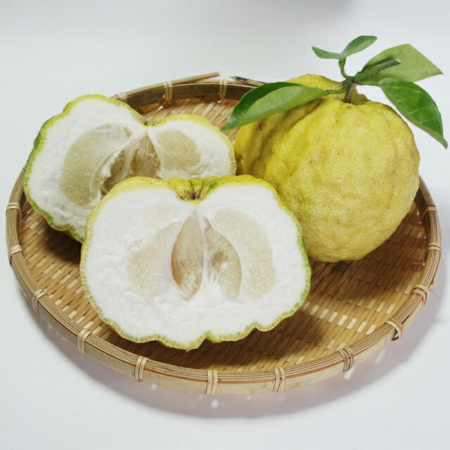 楽天市場】【香酸柑橘系ミカン属】獅子柚子（接木苗）4号LLポット