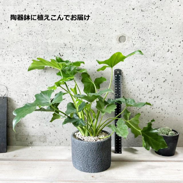 楽天市場】観葉植物【フィロデンドロン属】フィロデンドロン・セローム