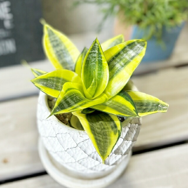 サンセベリア サイアム ゴールド 4号鉢 サンセベリア サイアム