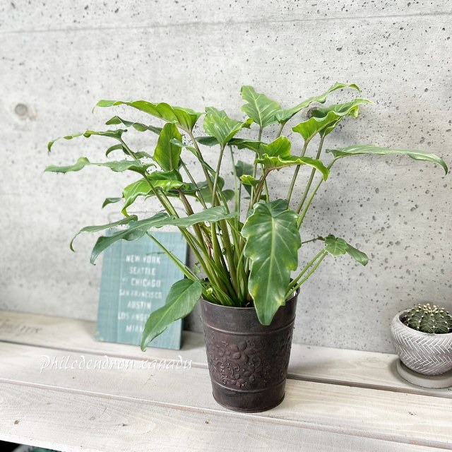 楽天市場】観葉植物【フィロデンドロン属】ザナドゥ クッカバラ 5.5号