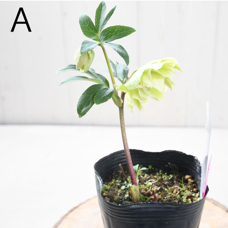 楽天市場】フレグランス クリスマスローズ 芳香性 【現品販売】 曽田