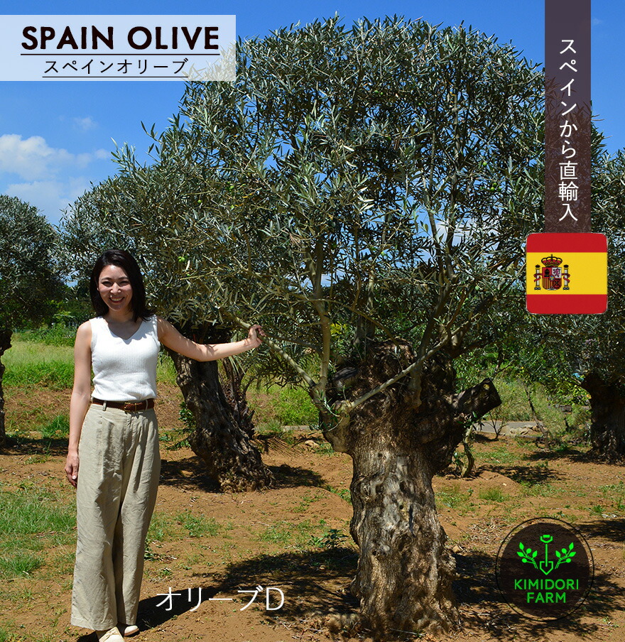 古木 イタリア産 オリーブ 定価36000円 ガーデニング シンボルツリー