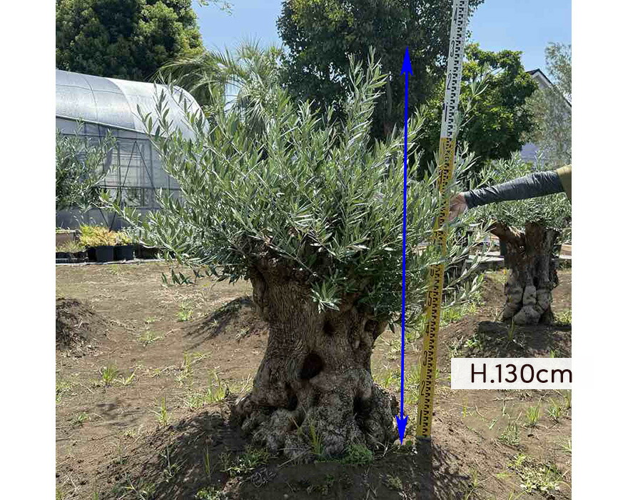 楽天市場】スペインオリーブ 古木 NO.54 オリーブの木 シンボルツリー