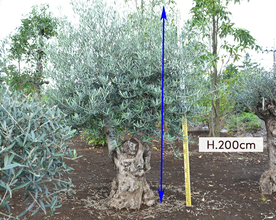 楽天市場】スペインオリーブ 古木 GUY シンボルツリー オリーブの木 約