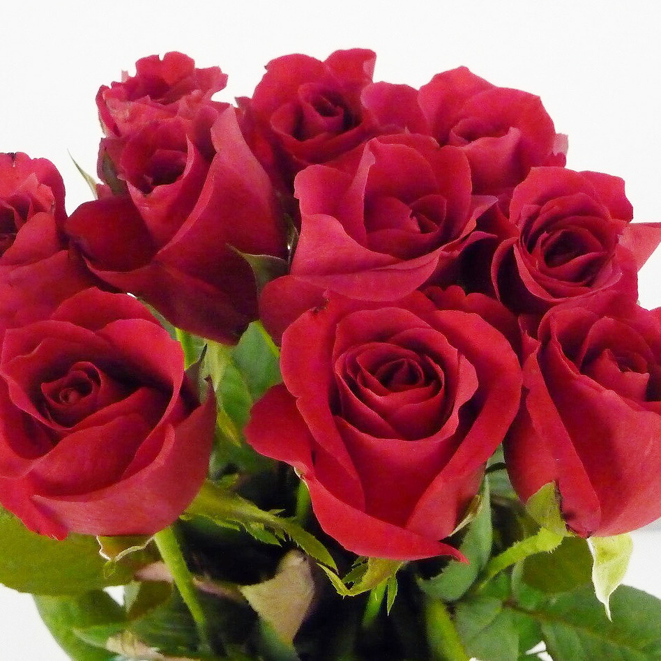 楽天市場】切り花 バラ 5本 お色おまかせ 切花 生花 薔薇 ばら 【JF