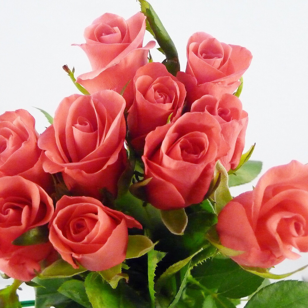 楽天市場】切り花 バラ 5本 お色おまかせ 切花 生花 薔薇 ばら 【JF