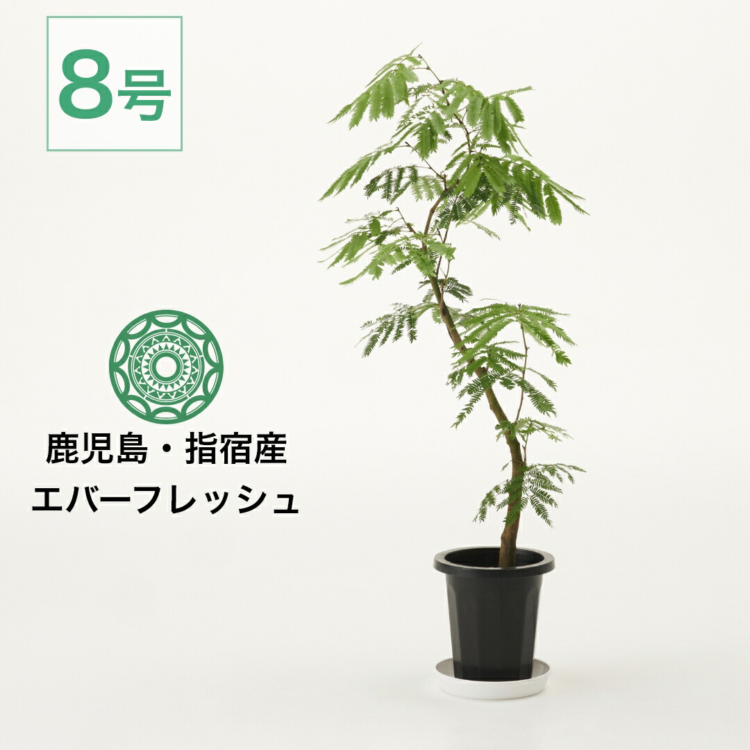 観葉植物 8号 エバーフレッシュ」の人気商品一覧 | 安い商品を通販