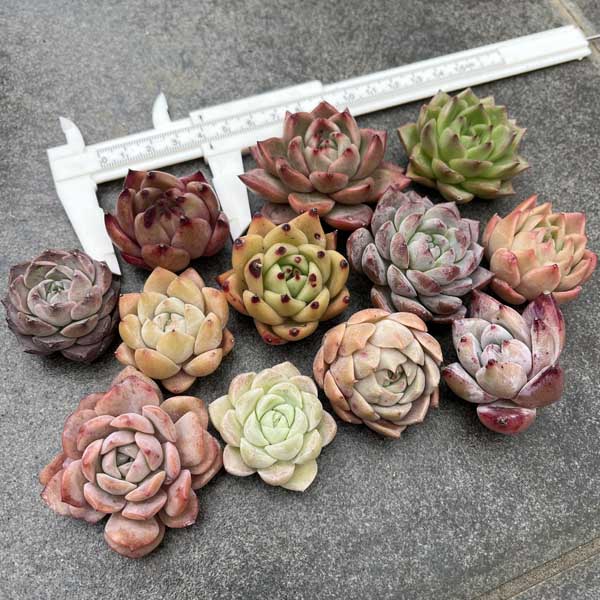 楽天市場】多肉植物 苗 韓国産 カット苗 韓国苗 寄せ植え : Lea Mala