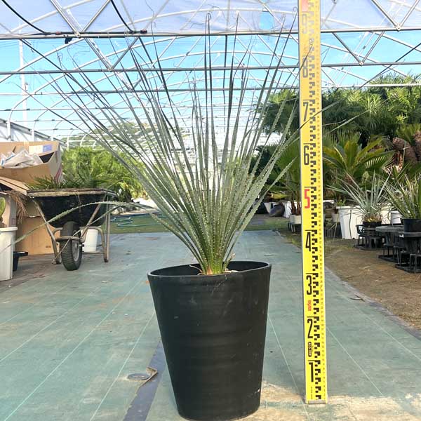 ロックガーデン 植物」の人気商品一覧 | 安い商品を通販サイトから探す