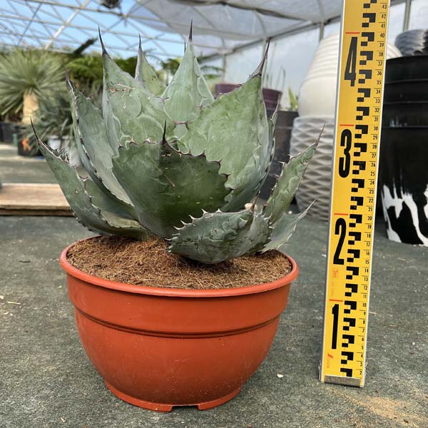 楽天市場】【送料無料】アガベ ブルーブライアン お祝 新築祝い 開店