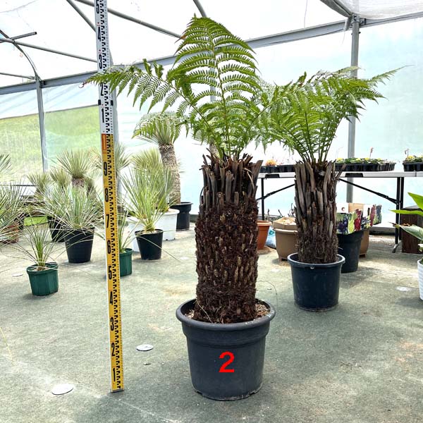 楽天市場】【送料無料】ディクソニア・アンタルクティカ ヘゴシダ 観葉