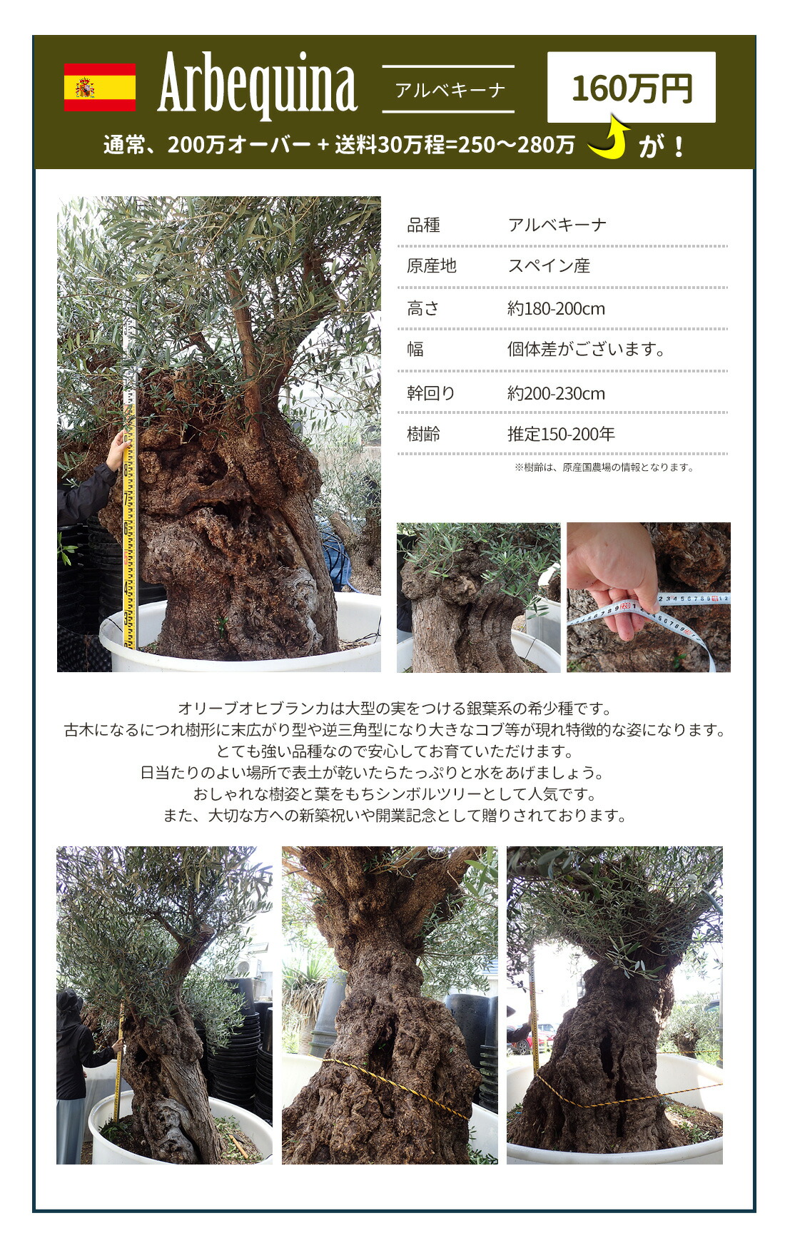 楽天市場】[オリーブ園拡大移転のため格安で！]オリーブの木 古木