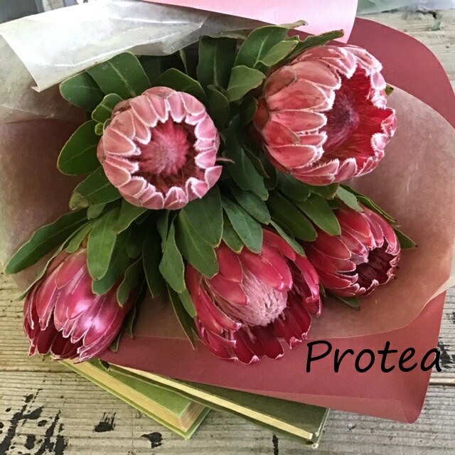 楽天市場】プロテアの花束【生花】/スワッグに！DIY/カントリー