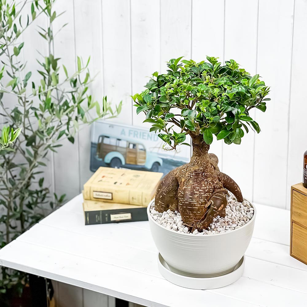 楽天市場】PLANCHU 観葉植物 ガジュマル 太幹大株 8号平鉢 受け皿付き