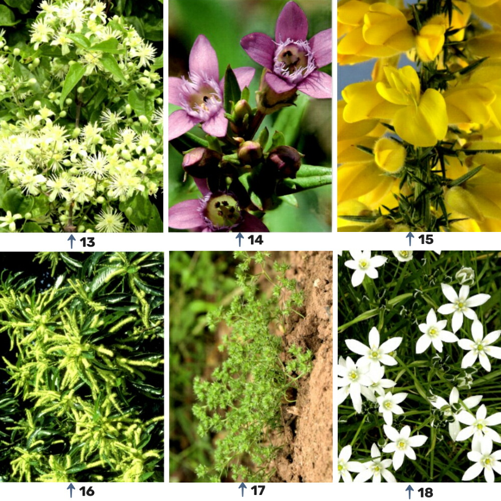 楽天市場】Healing Herbs ヒーリングハーブス #1~38 5フラワー 39種類