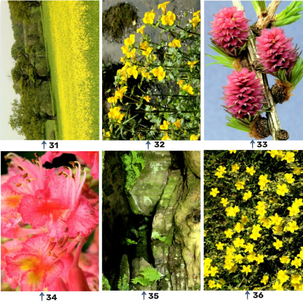 楽天市場】Healing Herbs ヒーリングハーブス #1~38 5フラワー 39種類