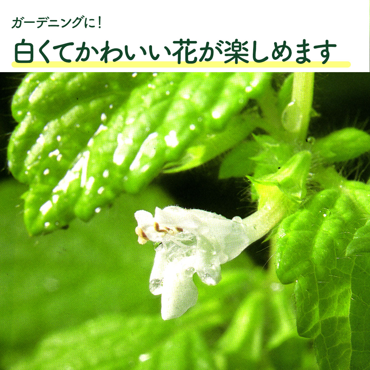 楽天市場】【本日P2倍】 ハーブ 苗 セット レモンバーム 10個（ハーブ