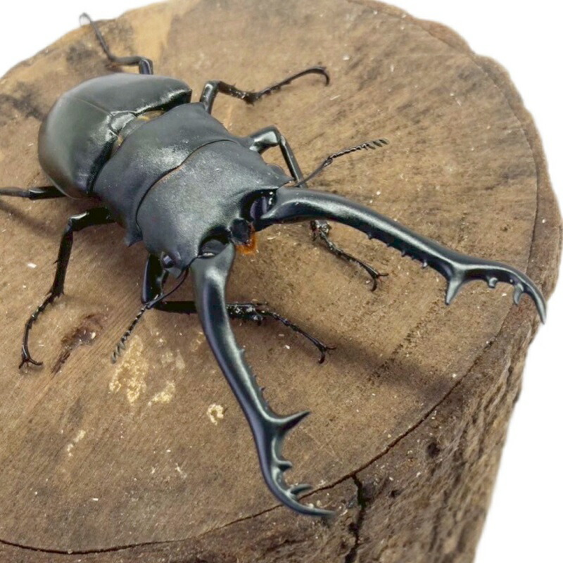 楽天市場】ギラファノコギリクワガタ オス 【フローレス島産】 【亜種