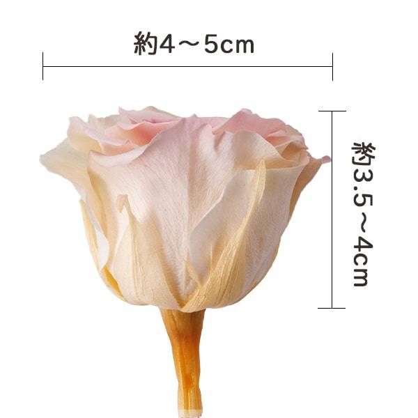 楽天市場】【P15倍中 2/24 9:59まで】 プリザーブドフラワー 花材