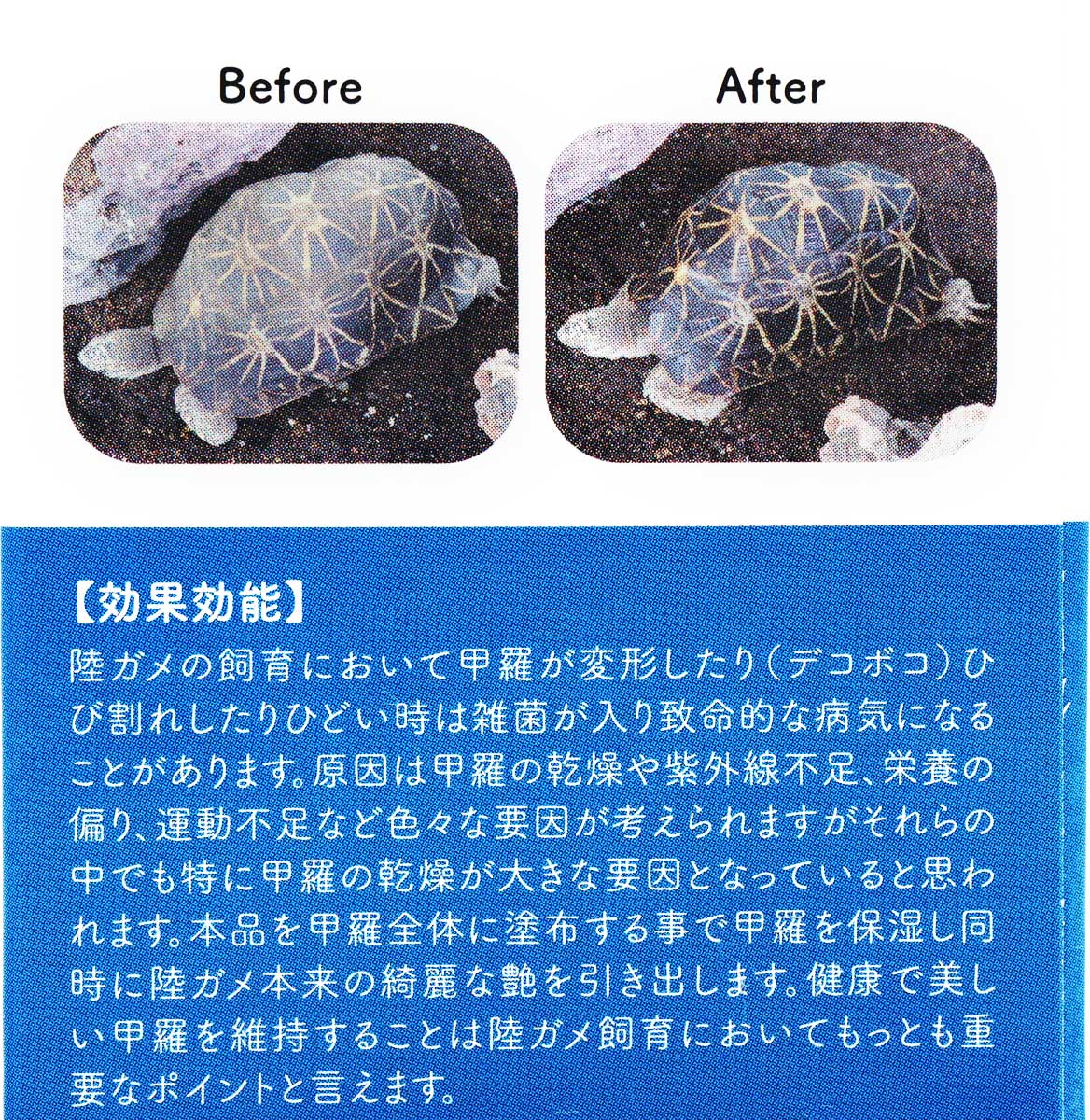 楽天市場】【全国送料無料】ジクラ ジョジョ スピラー 03 陸ガメ甲羅