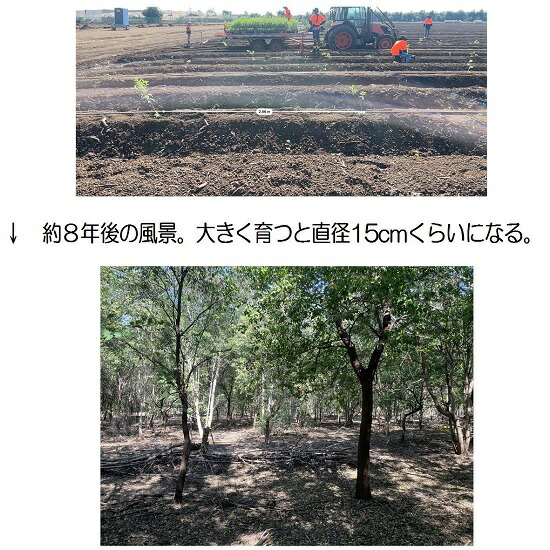 楽天市場】オーストラリア白檀原木1300g1点限定 : おぶつだんの志喜屋