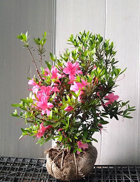 楽天市場】【サツキツツジ 大盃（オオサカズキ）】樹高35cm前後 根