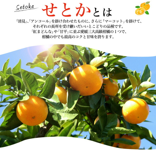 楽天市場】せとか 2L 約7～8玉 (約1.8kg～2kg) ご家庭用 みかん 箱入り