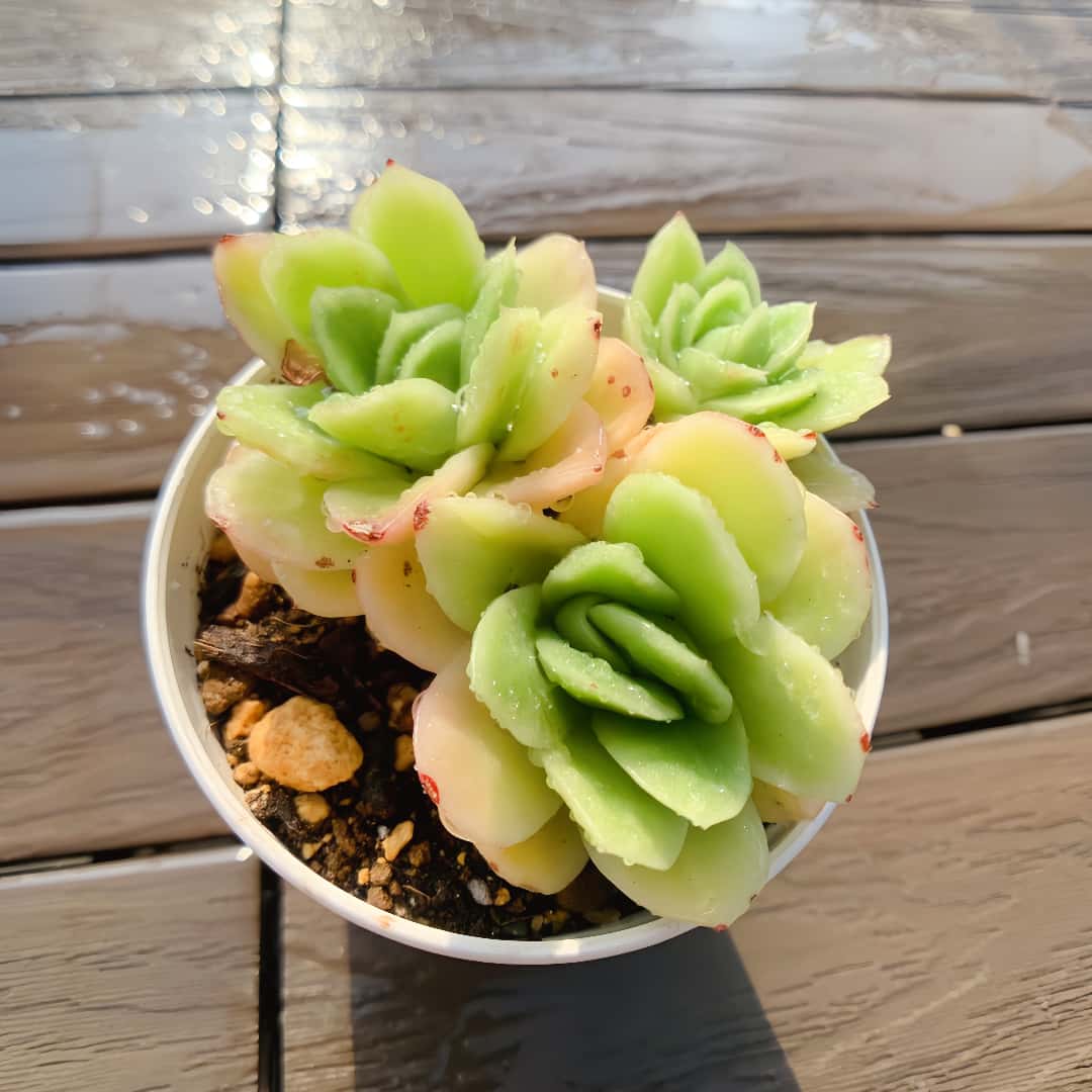 楽天市場】農園直売 多肉植物 寄せ植え エケベリア属 アイスラブリー