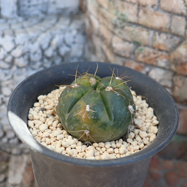 楽天市場】ムーンバースト TK-10-55 アエオニウム 写真の子をお届け