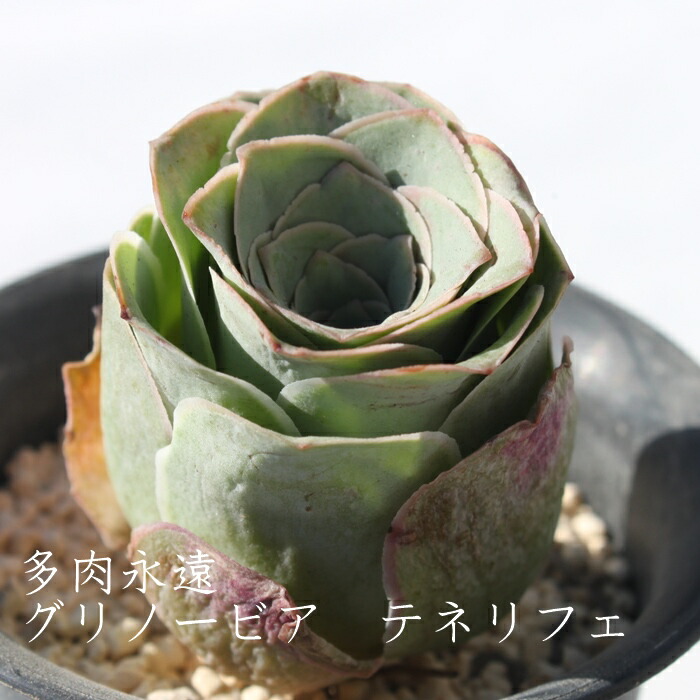楽天市場】グリノービア テネリフェ アエオニウム Mサイズ 5.5cmポット
