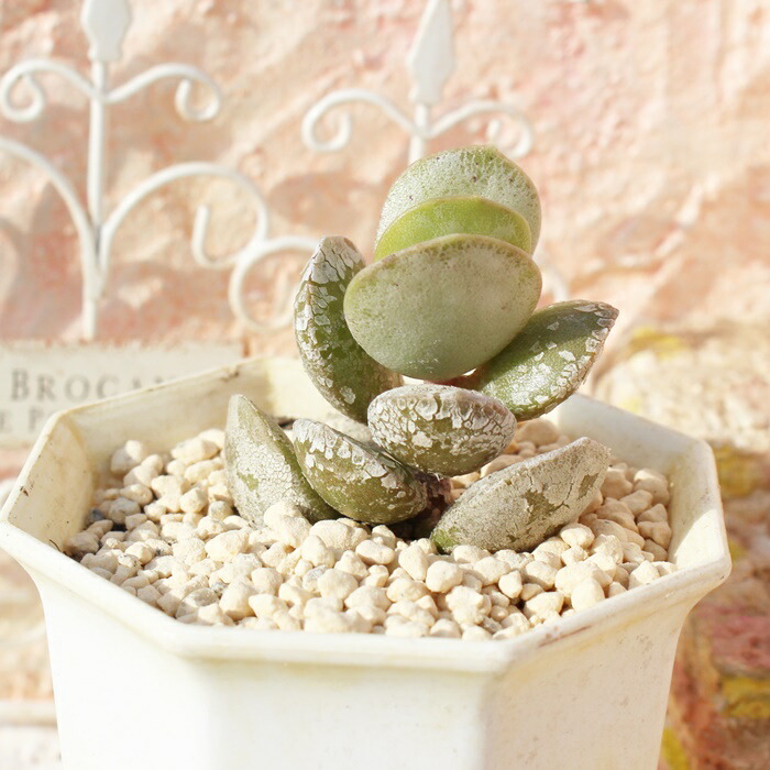 楽天市場】ヘミスパエリクス アドロミスクス Mサイズ 5.5cmポット