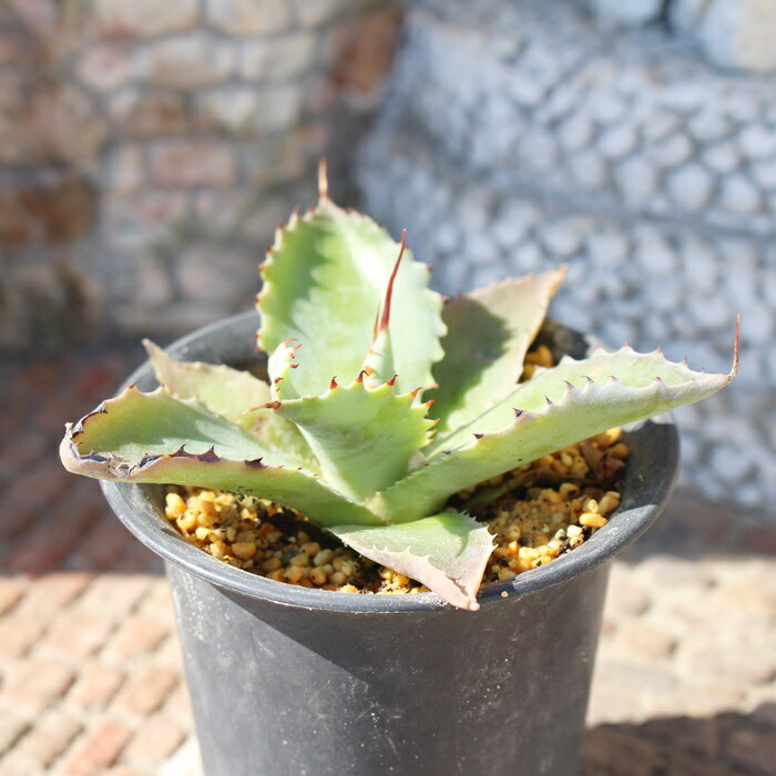 楽天市場】ポタトルムスポーン アガベ Mサイズ6cmポット 斑入り 強刺