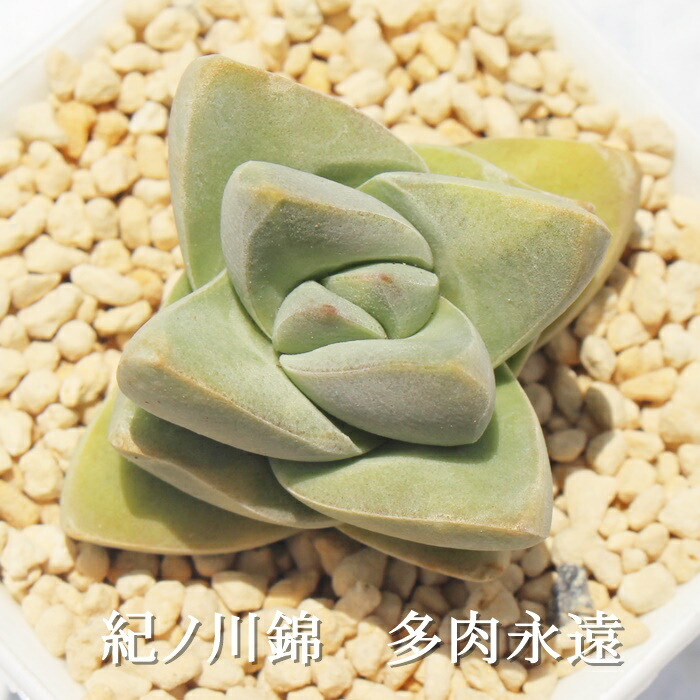 楽天市場】紀ノ川錦 クラッスラ Mサイズ6cmポット Crassula MOON