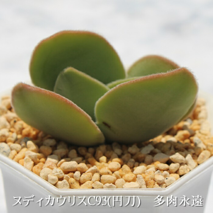 楽天市場】ヌディカウリスC93（円刀）クラッスラ Mサイズ5.5cm