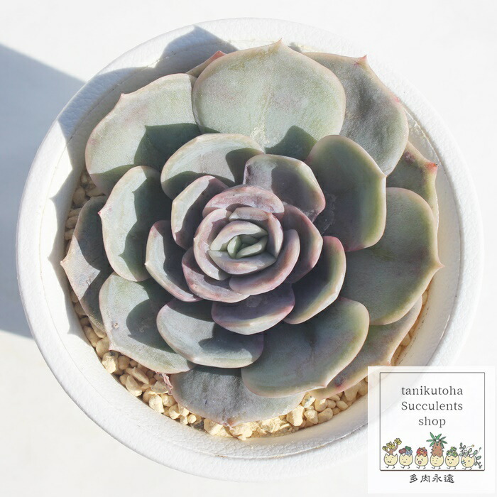 楽天市場】ブルーサプライズ エケベリア 多肉植物 Echeveria 'Blue