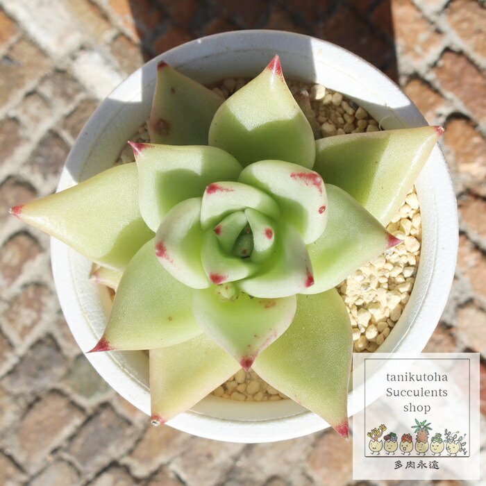 楽天市場】東雲 エケベリア Mサイズ5.5cmポット echeveria agavoides